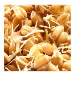 Seeds germinate - Spelt BIO, 200 g